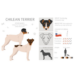 Chilean Terrier Clipart Different Poses Coat