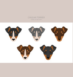 Chilean Terrier Clipart Different Poses Coat