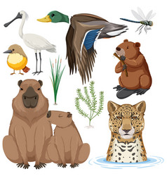 Various Wetland Animals Collection