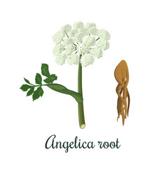 Angelica Sinensis Archangelica Or Dong Quai