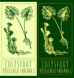 Drawing Coltsfoot Hand Drawn