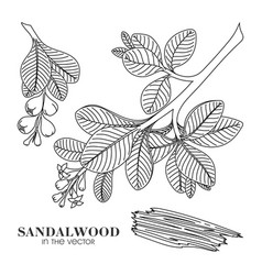 Sandalwood Sketch On A White Background