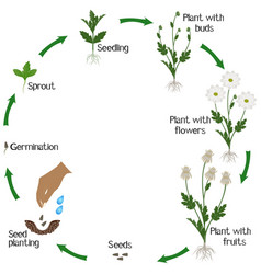 A Growth Cycle Of Chamomile Chrysanthemums