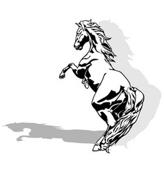 Drawing Of Rising Horse On A Hind Legs