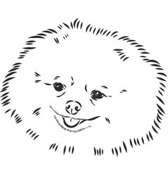 German Spitz Pomeranian Dog Hand Drawn