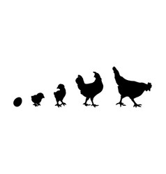 Hen Or Chicken Silhouette Isolated In White