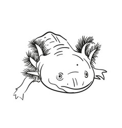 Salamander Axolotl Hand Drawing