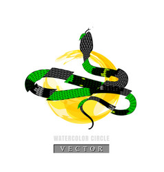 Graphic Of Coral Snake Or Micrurus