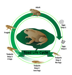 Toad Life Cycle