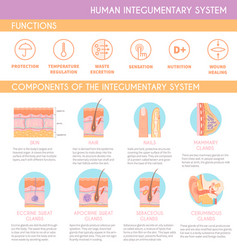 Human Integumentary System Functions