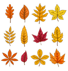 Autumn leaves Royalty Free Vector Image - VectorStock