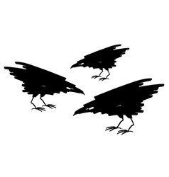 Three Black Raven Birds