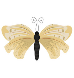 Beauty Beige Butterfly Insect