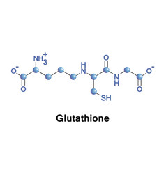 Glutathione Important Antioxidant