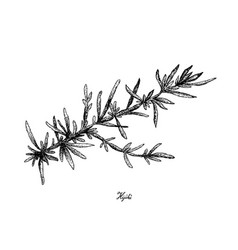 Hijiki Seaweed On White Background