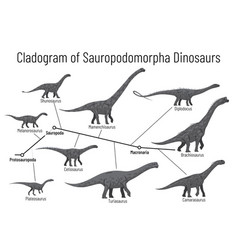 Cladogram Sauropodomorpha Dinosaurs Monochrome