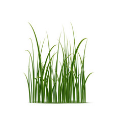 Realistic Green Grass Isolated 3d Cluster