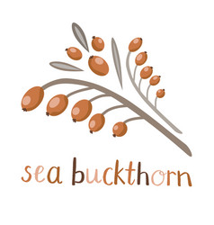 Juicy Orange Sea Buckthorn Berries On A Branch