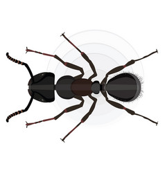 Black Ant On A White Background