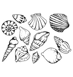 Sea Shells Monochrome Isolated Line Art Set