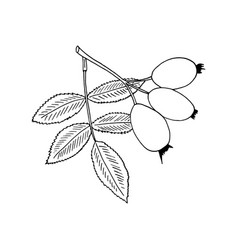 Rosehip Berries And Leaves Hand Drawn In Doodle