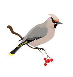 Waxwing Bird