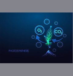 Concept Of Photosynthesis Carbon Cycle In Plants