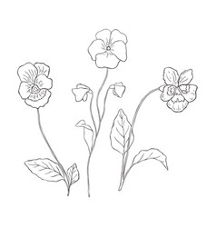 Line Art Violet Birth Month Flower