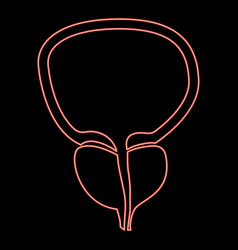 Neon The Prostate Gland And Bladder Red Color