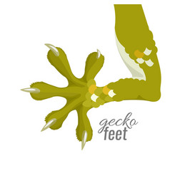 Gecko Feet Reptile Lizard Animal Foot