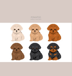 Pomapoo Clipart Pomeranian Poodle Mix Different