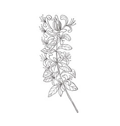 Line Art Honeysuckle Birth Month Flower