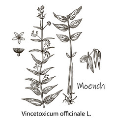 Moench Vincetoxicum Officinale Hand Drawn