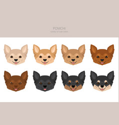 Pomchi Clipart Pomeranian Chihuahua Mix Different