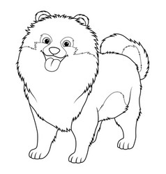 Pomeranian Dog Cartoon Animal Bw