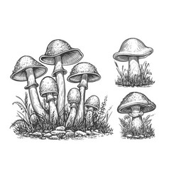 Mushrooms Set Hand Drawn Growing Mushroom