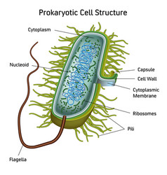 Prokaryotic Cell Structure Chart Medical