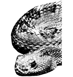 Aruba Island Rattlesnake Sketch