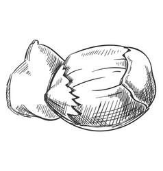 Hazelnut Sketch Hand Drawn Raw Nut Icon