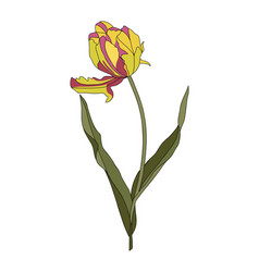 Tulip April Birth Month Flower Colorful Art