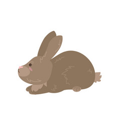 Cute Brown Rabbit Sitting On White Background