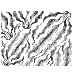 Hand Drawn Of Kombu Seaweed On White Background