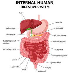 Diagram showing different body systmes Royalty Free Vector