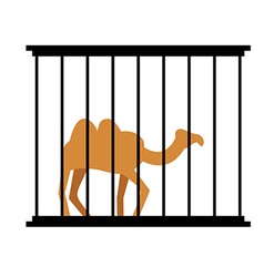 Camel In Cage Animal In Zoo Behind Bars Desert