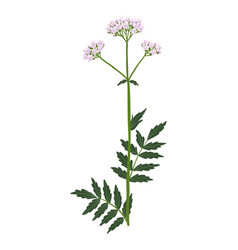 Drawing Wild Flower Valerian