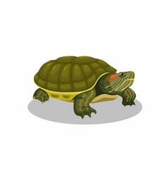 Brazilian Turtle Amphibian Animal Cartoon