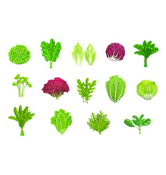 Cartoon Salad Vegetables Lettuce Green Leaf Food