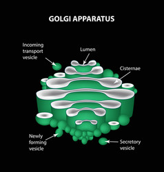 Structure Golgi Apparatus Infographics