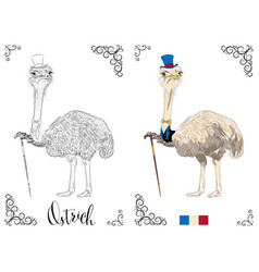 Coloring Book Page Ostrich With Top Hat