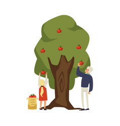 Grandpa Gathers Apples From Tree